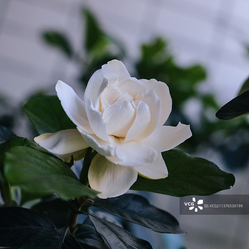 栀子花又开图片素材