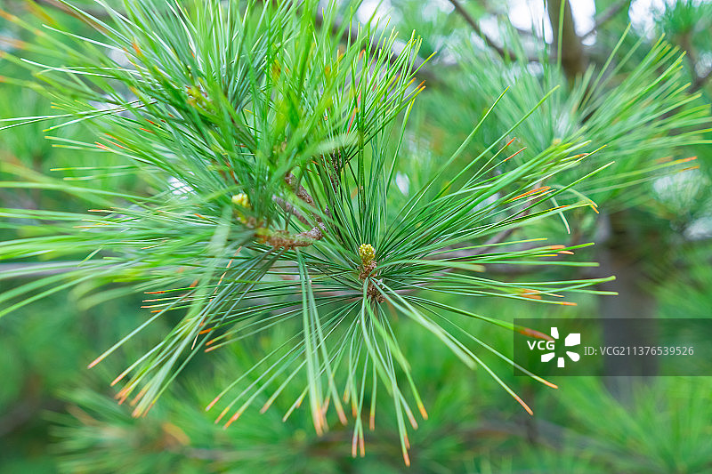 中国野生植物拍摄主题，鲜嫩的绿色马尾松松针树叶特写和枝芽全景图，户外白昼无人图像摄影图片素材