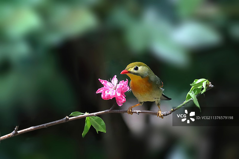 碧桃枝头，红嘴相思鸟写真图片素材