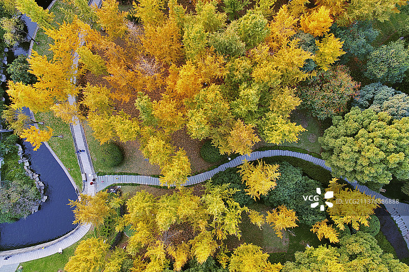 《金叶秋放》图片素材