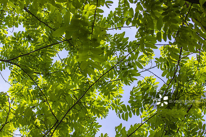 春之枫杨绿意图片素材