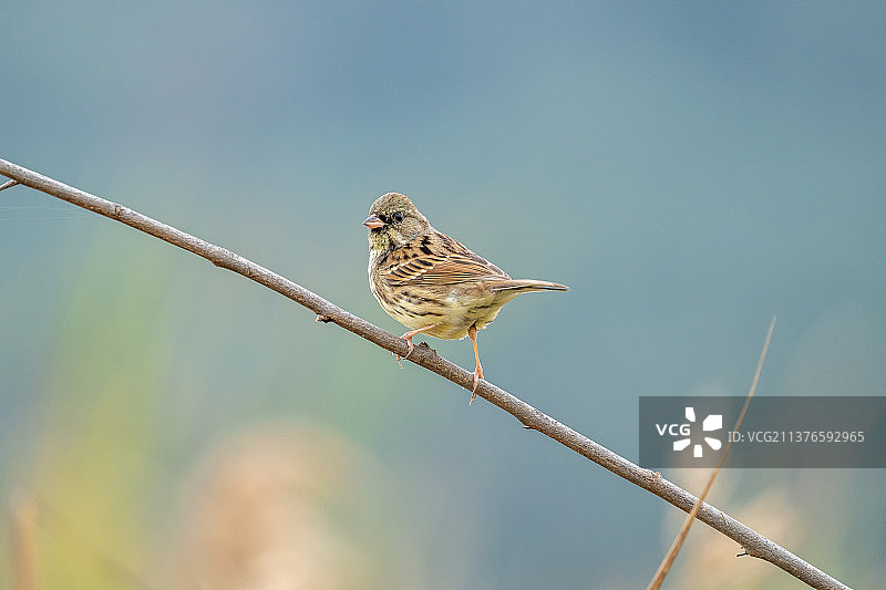一只灰头鹀飞落在田地上寻觅翻食散落在地里的植物种籽图片素材