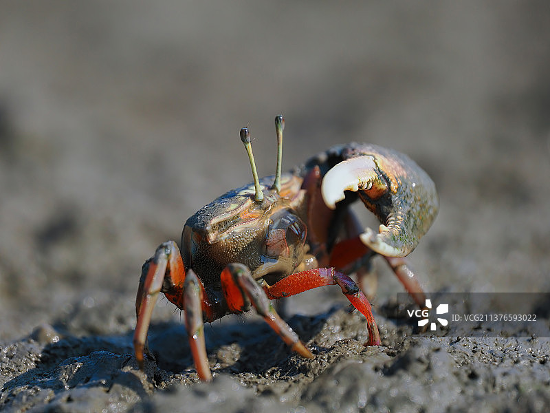 弧边管招潮蟹图片素材