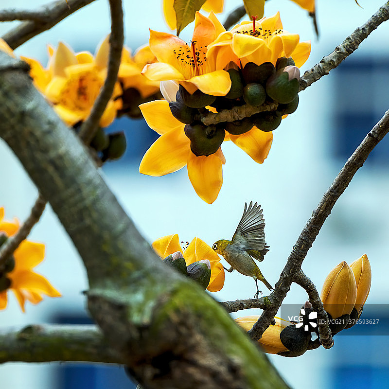 《鸟语花香》四图片素材