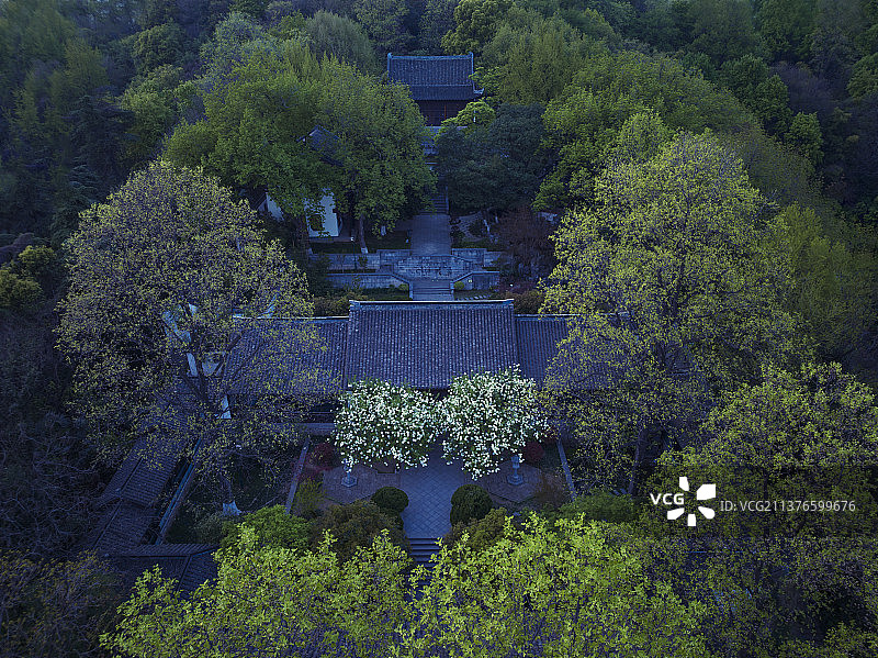 绣球花开，江苏南京清凉山崇正书院图片素材