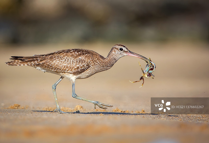 豪华大餐 big meal图片素材