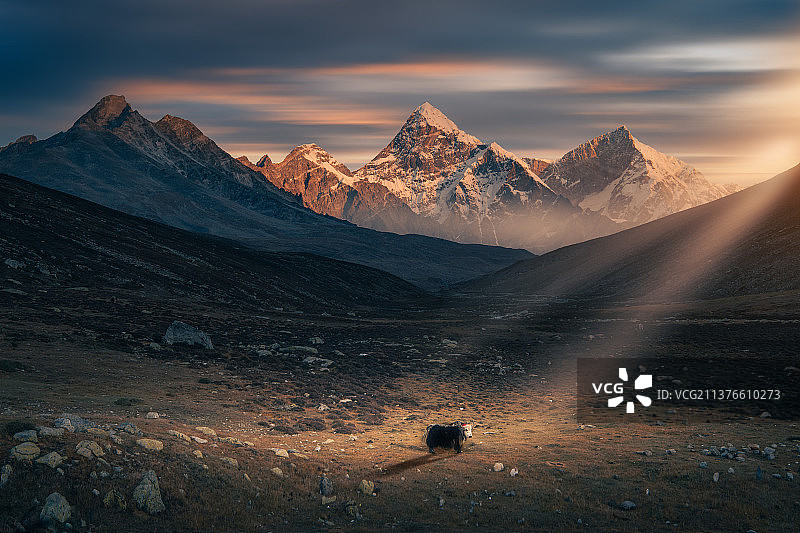 雪山下的牦牛图片素材