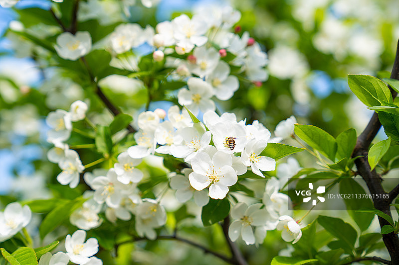 白色樱花图片素材