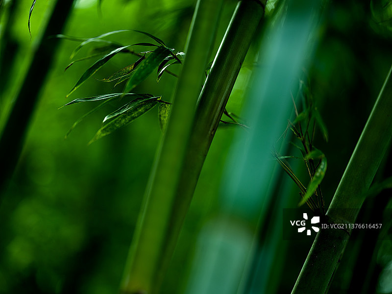 2021翠绿竹影-3492图片素材
