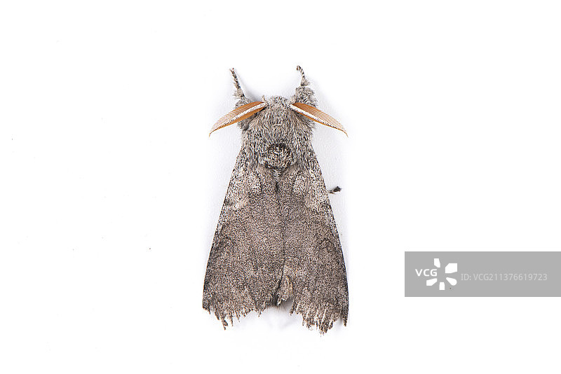 白底上的飞蛾蛾子图片素材