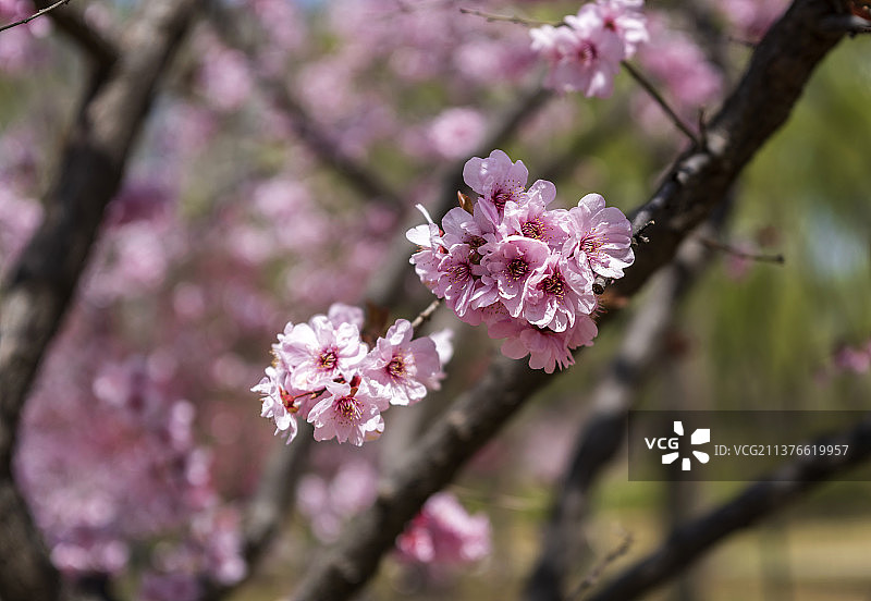 春天盛开的美人梅特写图片素材