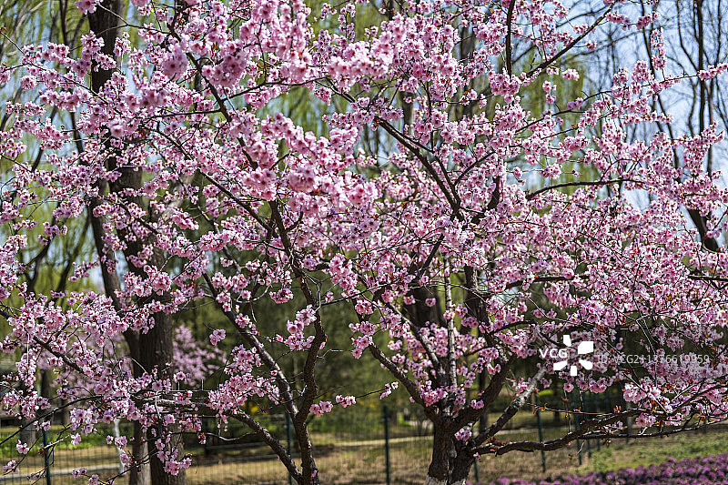 春天盛开的美人梅图片素材