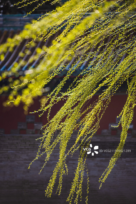 初春温和阳光下古建筑与新发芽的垂柳图片素材