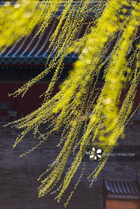 初春温和阳光下古建筑与新发芽的垂柳图片素材