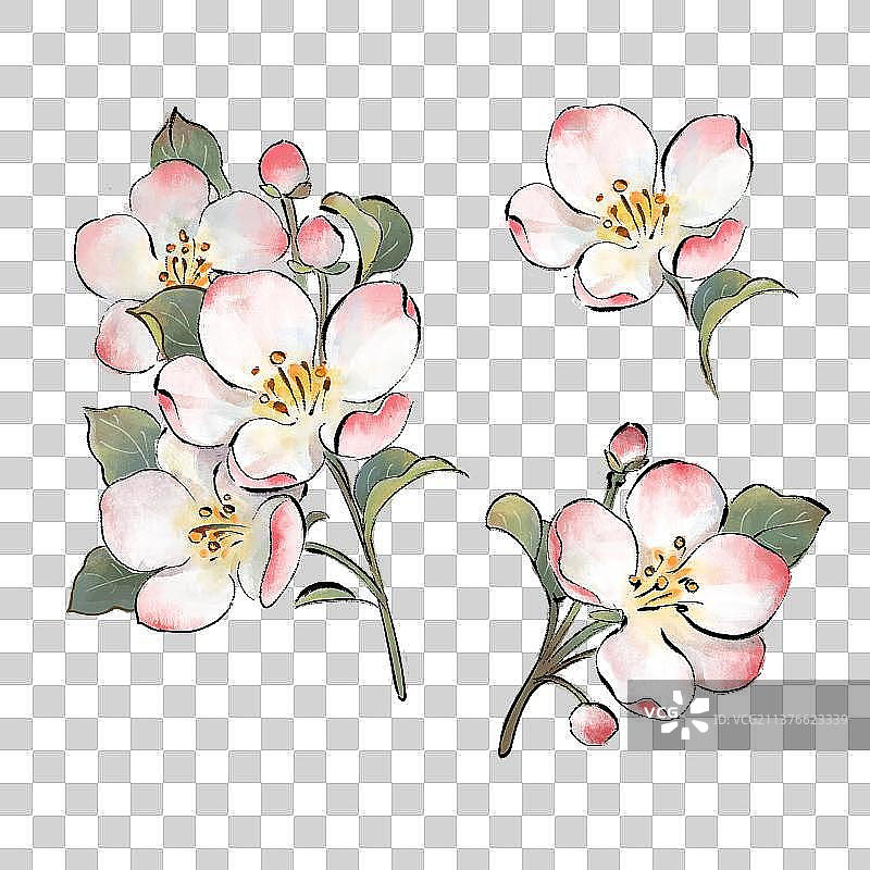 春天插画海棠花元素图片素材