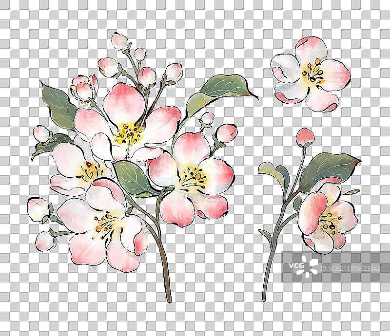 春天插画海棠花元素图片素材