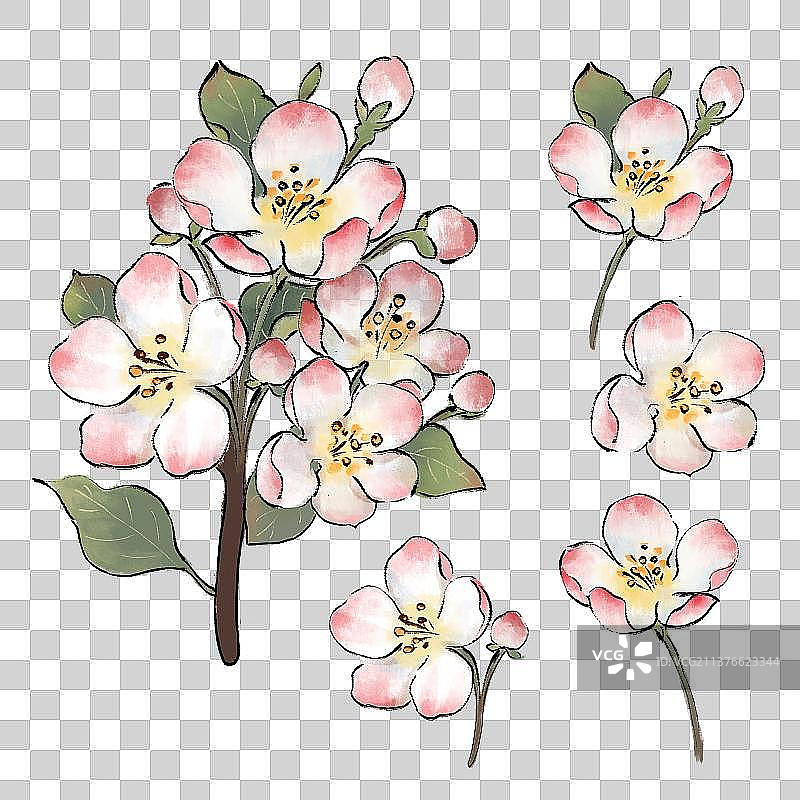 春天插画海棠花元素图片素材