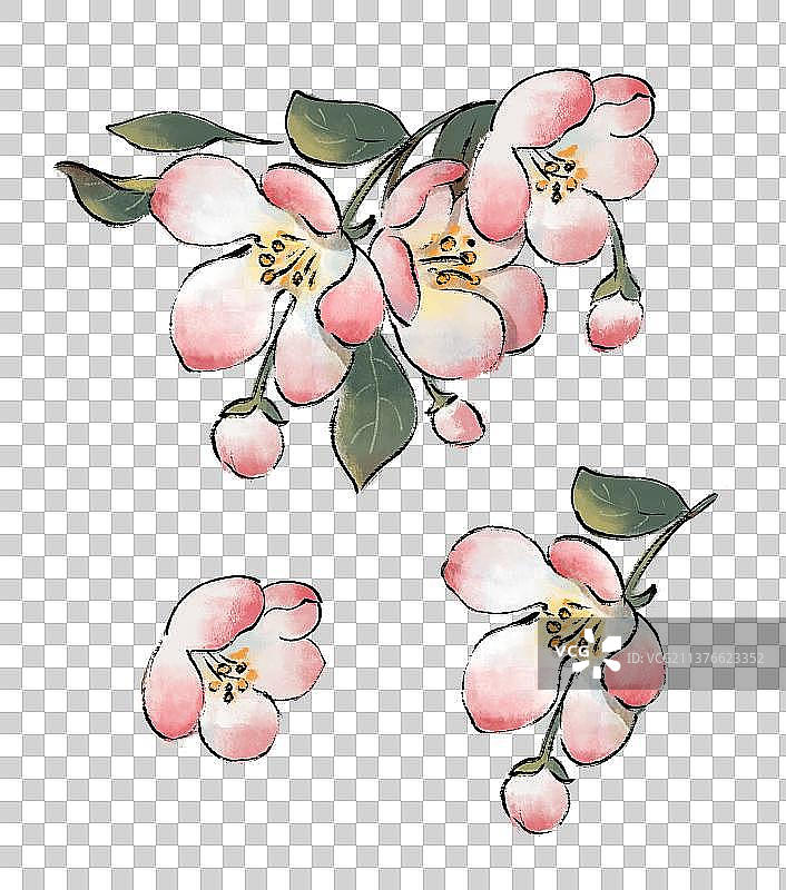 春天插画海棠花元素图片素材