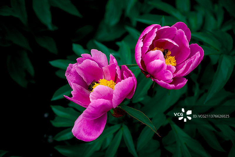 芍药花的雍容华贵是另一种美图片素材