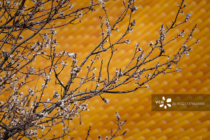 故宫杏花图片素材