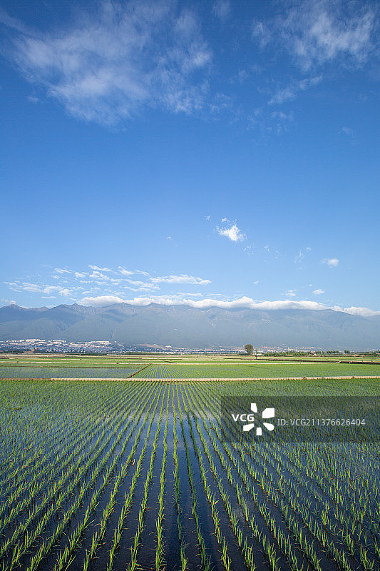大理稻田、苍山下稻田、大片稻田、春耕、雪山下的稻田、云南稻田、水稻、图片素材