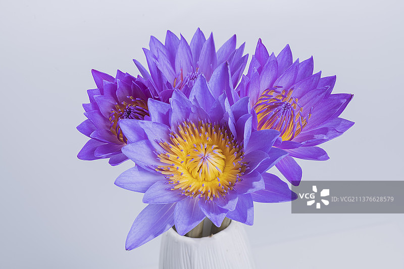 一支睡莲特写白色背景图片素材