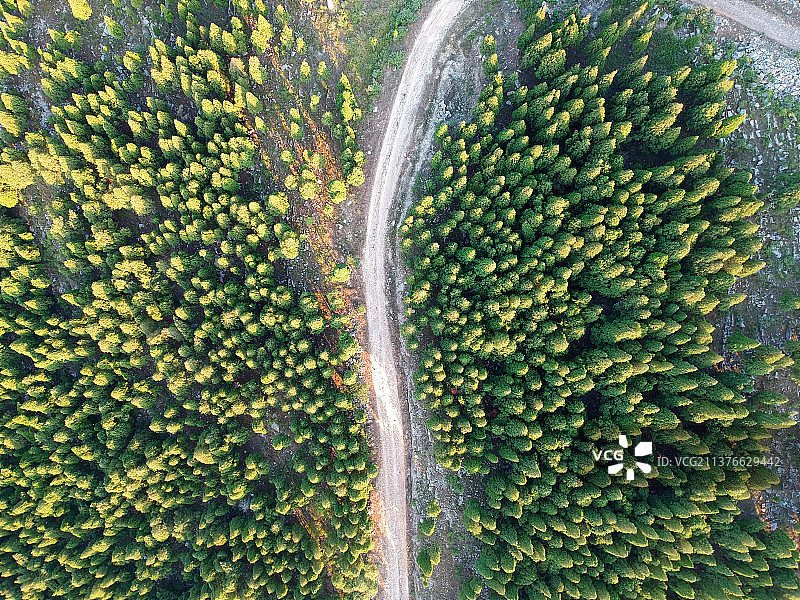 航拍针叶林和山路图片素材