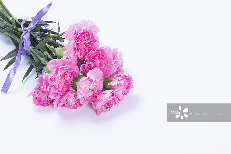 粉色康乃馨特写图片素材