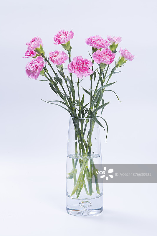 粉色康乃馨特写图片素材