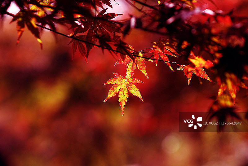 枫叶红了图片素材