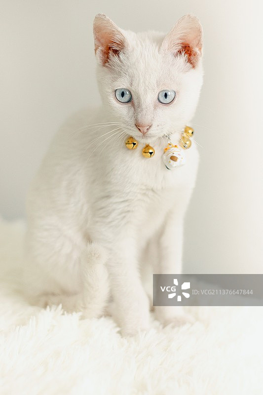 可爱猫咪图片素材