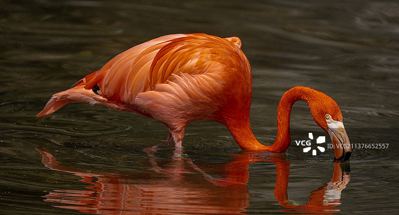 火烈鸟图片素材