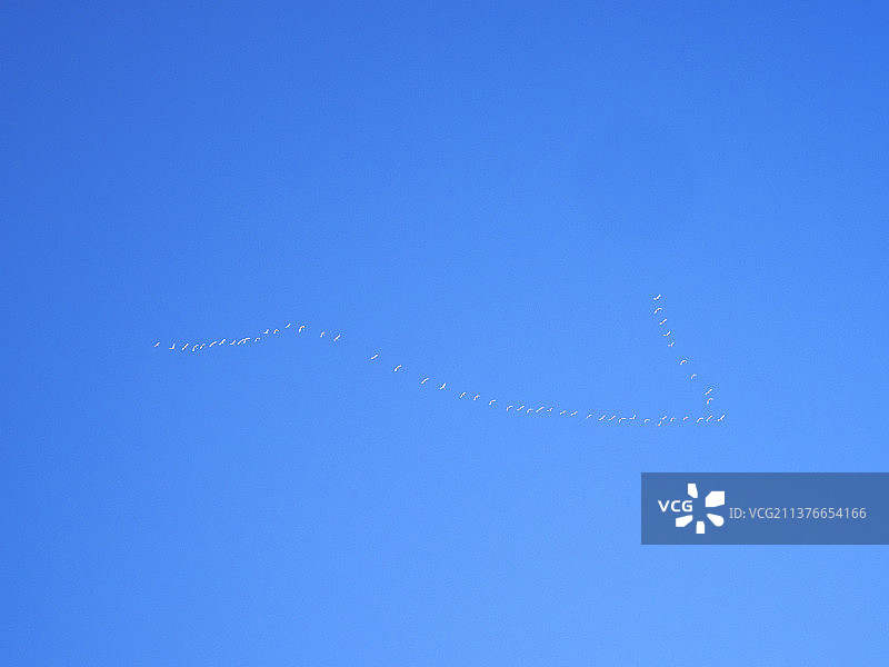 在英国湖区安布尔赛德飞翔的一群大天鹅图片素材