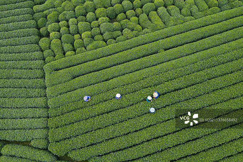 浙江杭州市西湖龙井茶园龙坞航拍图片素材