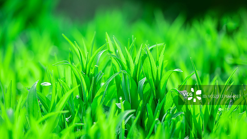 春天生长的绿草图片素材