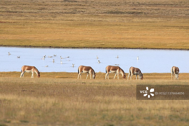 三江源国家公园，近处的湿地和藏野驴远处的水鸟图片素材