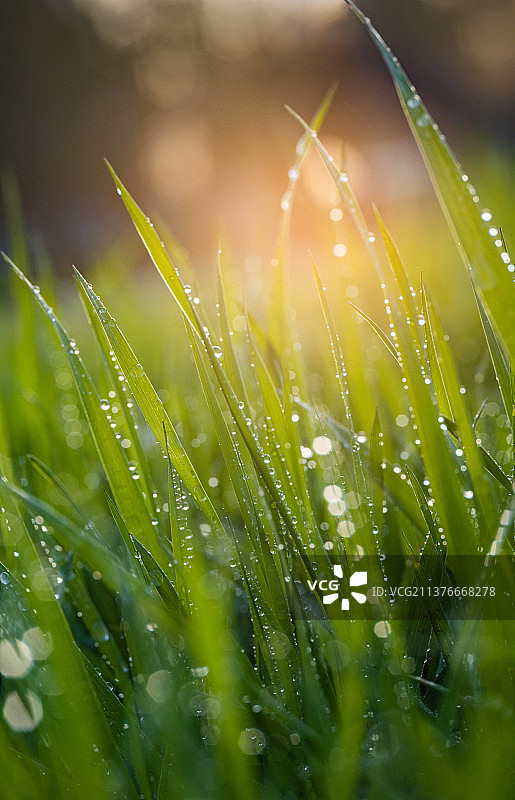 春天雨过天晴夕阳下的小草图片素材