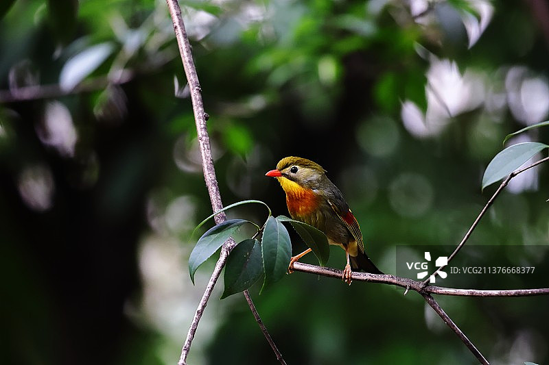 红嘴相思鸟图片素材