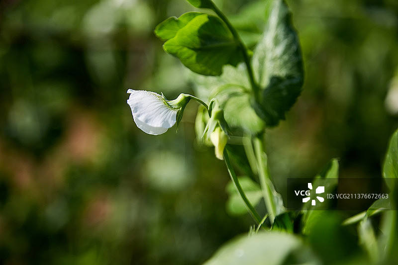 豌豆花图片素材