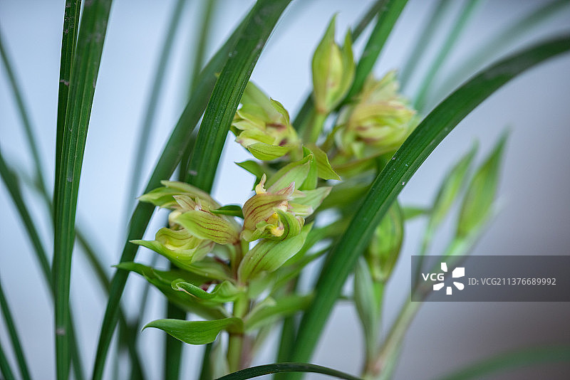 大唐盛世（春剑奇花类）图片素材