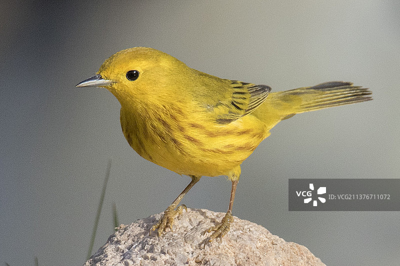 鸣啭的黄色图片素材