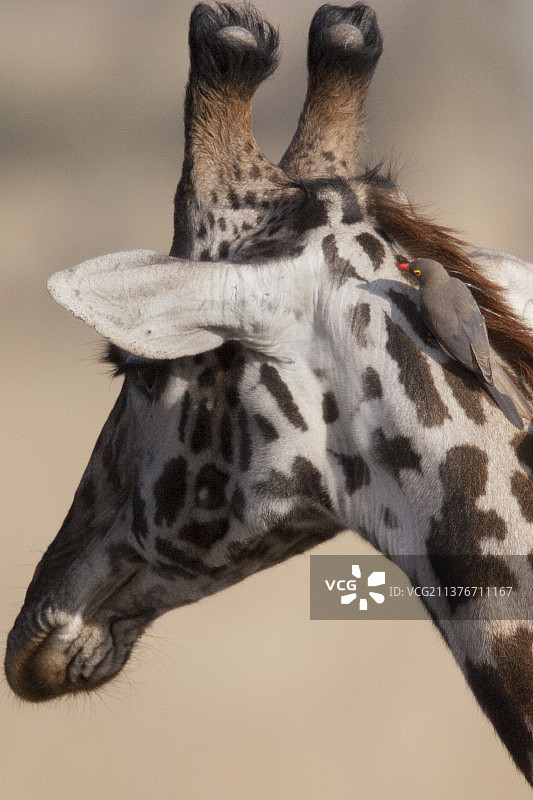 长颈鹿颈部的红嘴牛椋鸟特写图片素材