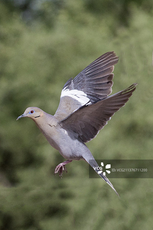 飞翔的白翅哀鸽图片素材