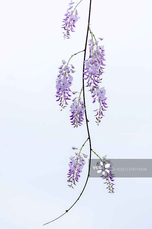 紫藤花图片素材