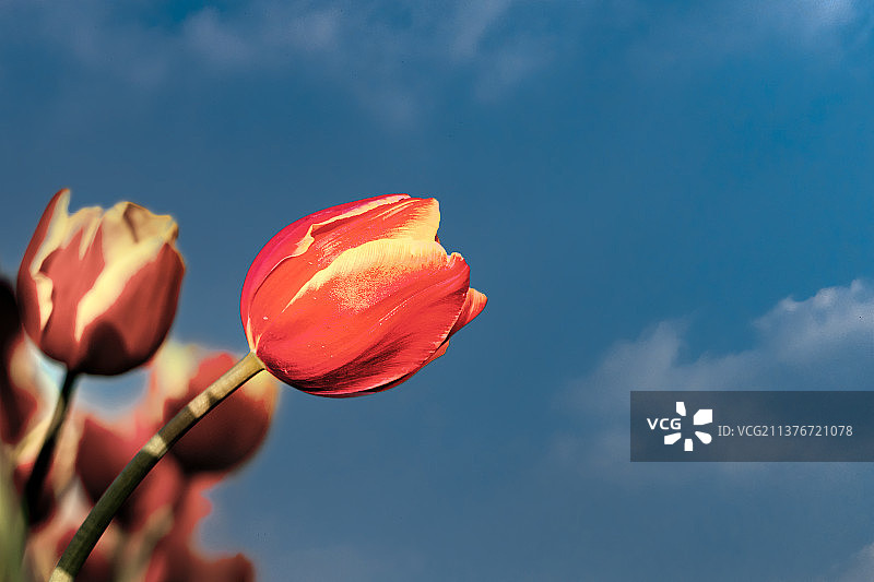 春天公园绽放的美丽郁金香壁纸图片素材