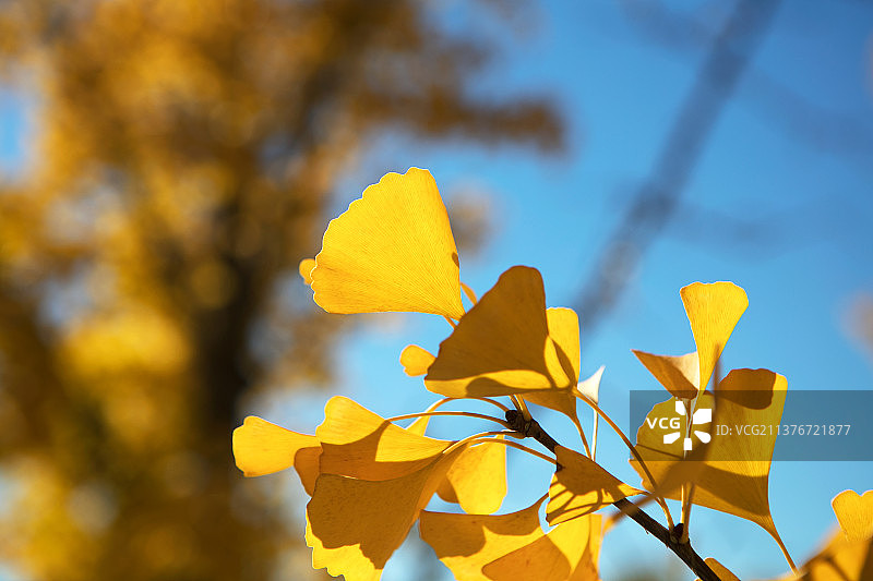 秋季金黄的银杏叶特写图片素材