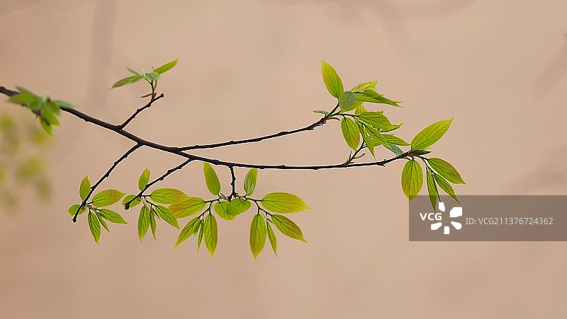 春 叶 新 绿 ——朴树图片素材