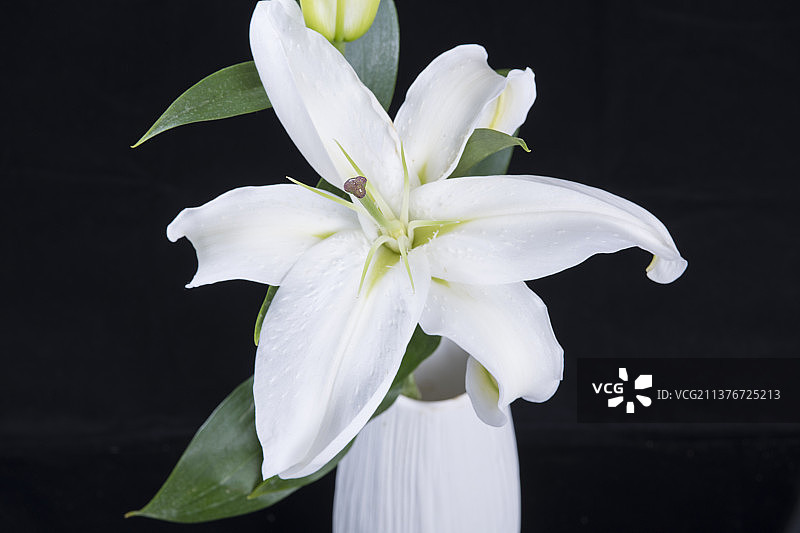 一束百合花特写黑色背景图片素材