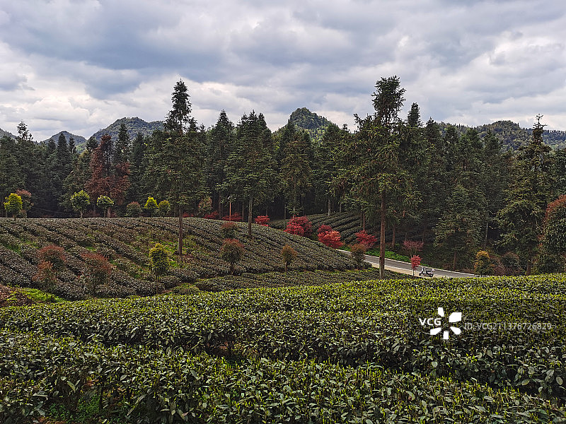 贵州省遵义市凤冈县永安镇茶海之心景区图片素材