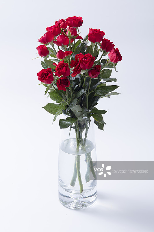 一束多头玫瑰特写白色背景图片素材